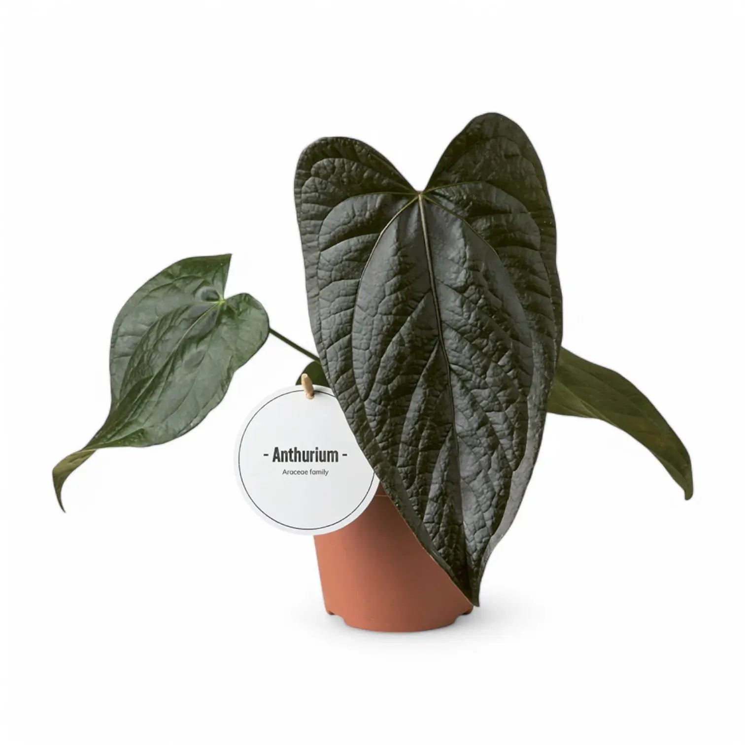 Anthurium 'Queen of hearts' potted houseplant in nursery pot on white background, product photo 3.