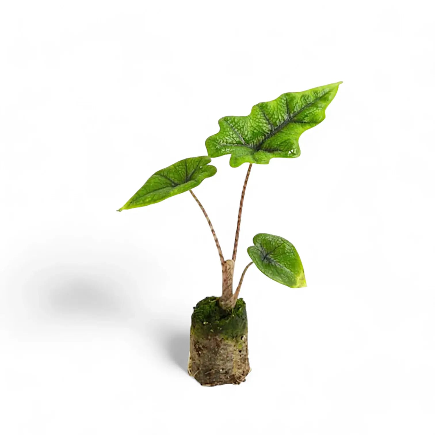 Alocasia 'Jacklyn' – Zimmerpflanze im Kulturtopf auf weißem Hintergrund, Produktfoto 7.