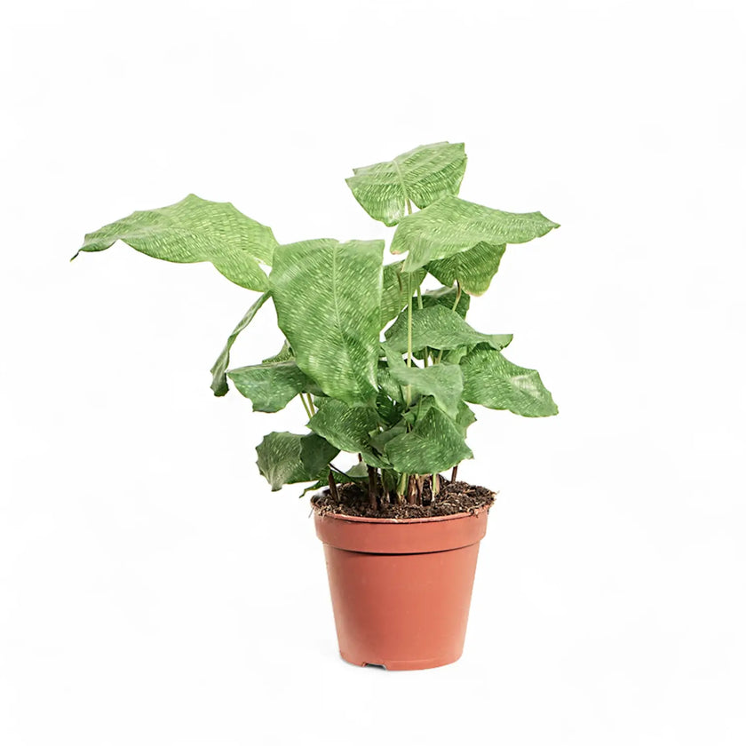 Goeppertia (Calathea) kegeljanii 'Network' potted houseplant in nursery pot on white background, product photo 2.