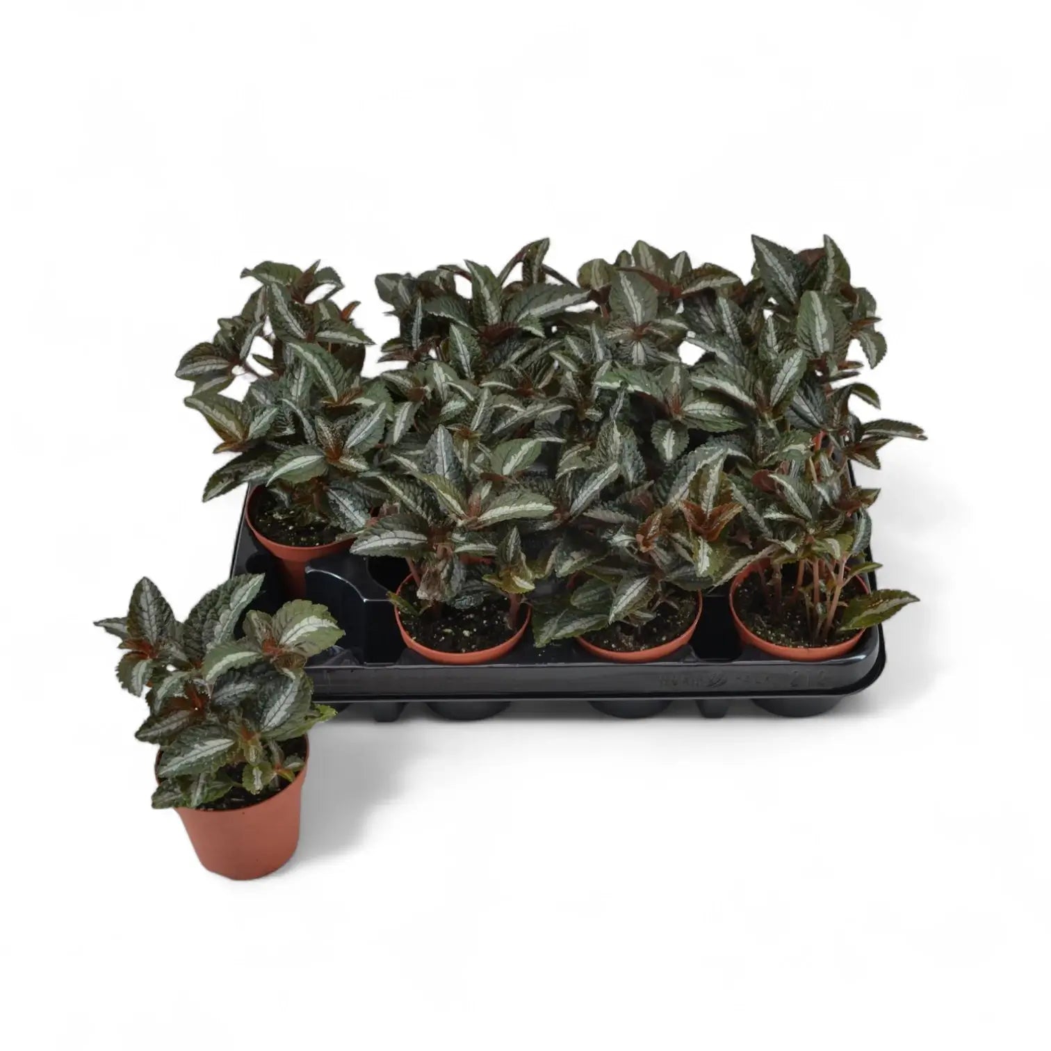 Pilea pubescens 'Silver Tree' potted houseplant in nursery pot on white background, product photo 3.