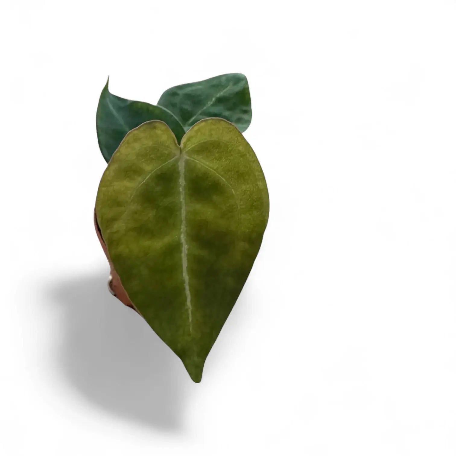 Anthurium forgetii – Topfpflanze im Kulturtopf vor weißem Hintergrund, Produktfoto 4.