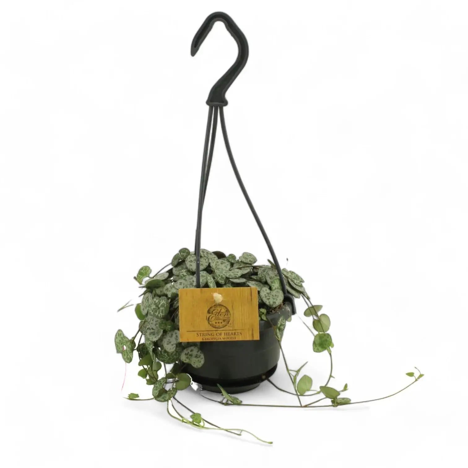 Ceropegia woodii potted houseplant in nursery pot on white background, product photo 10.