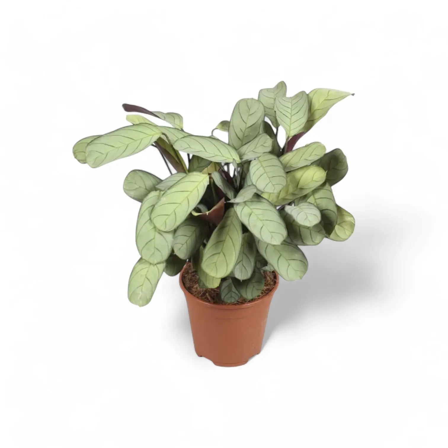 Ctenanthe burle-marxii 'Amagris' potted houseplant in nursery pot on white background, product photo 4.