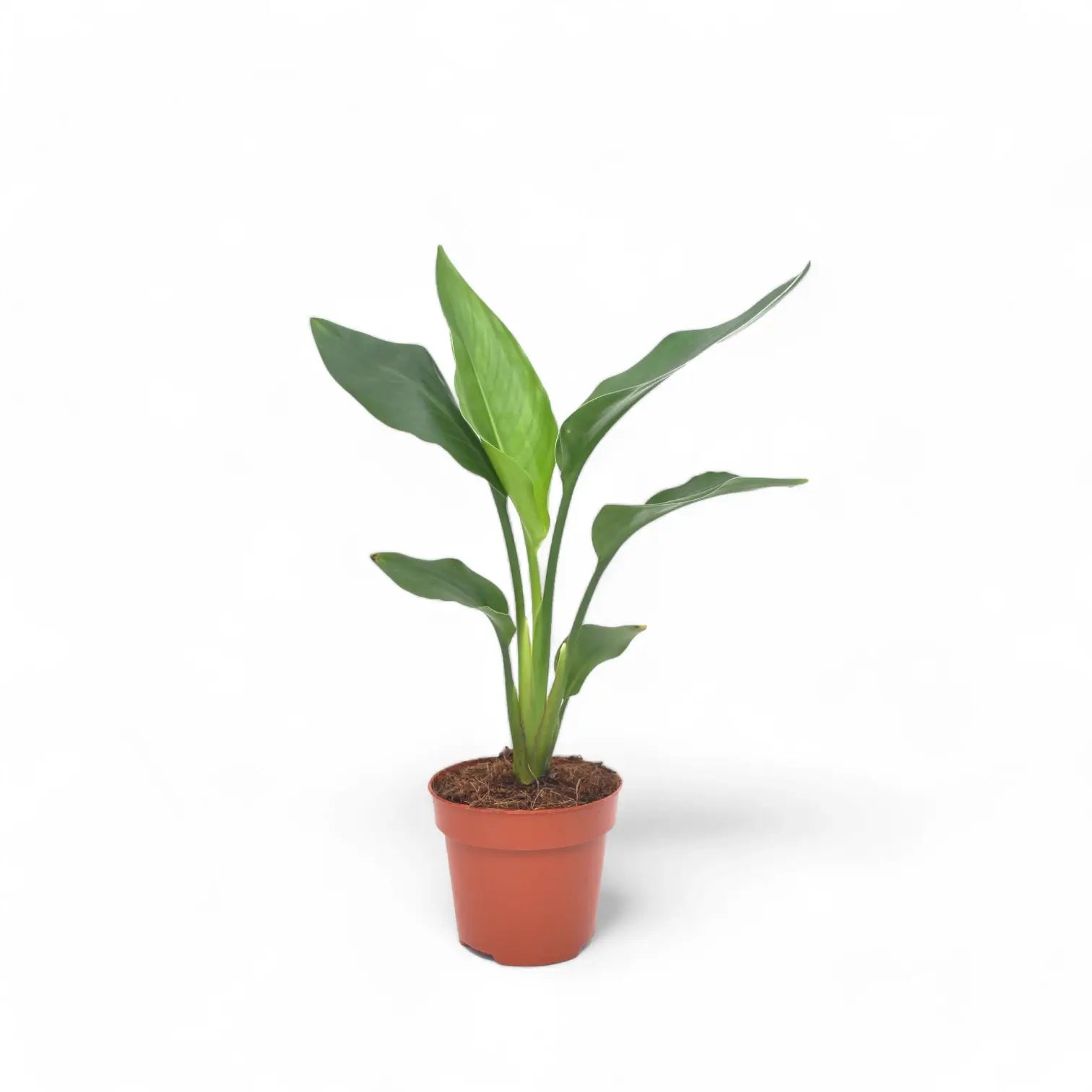 Strelitzia reginae potted houseplant in nursery pot on white background, product photo 4.