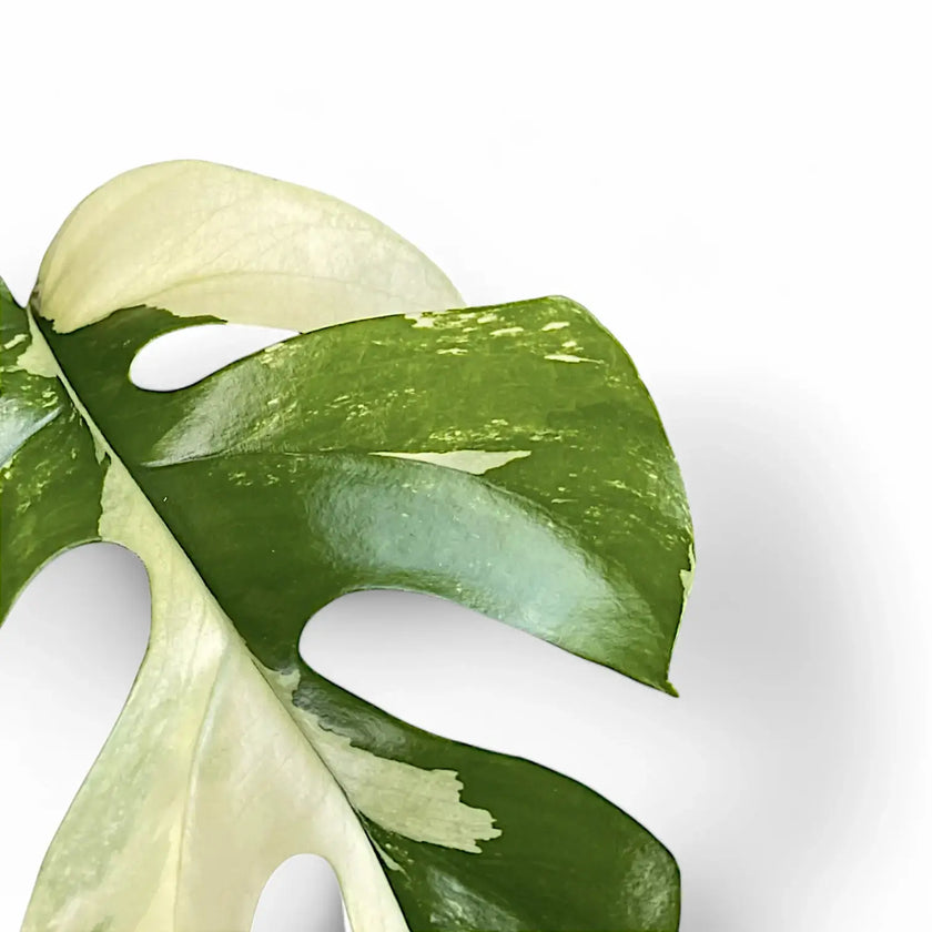 Rhaphidophora tetrasperma albo-variegata leaf close-up on white background.