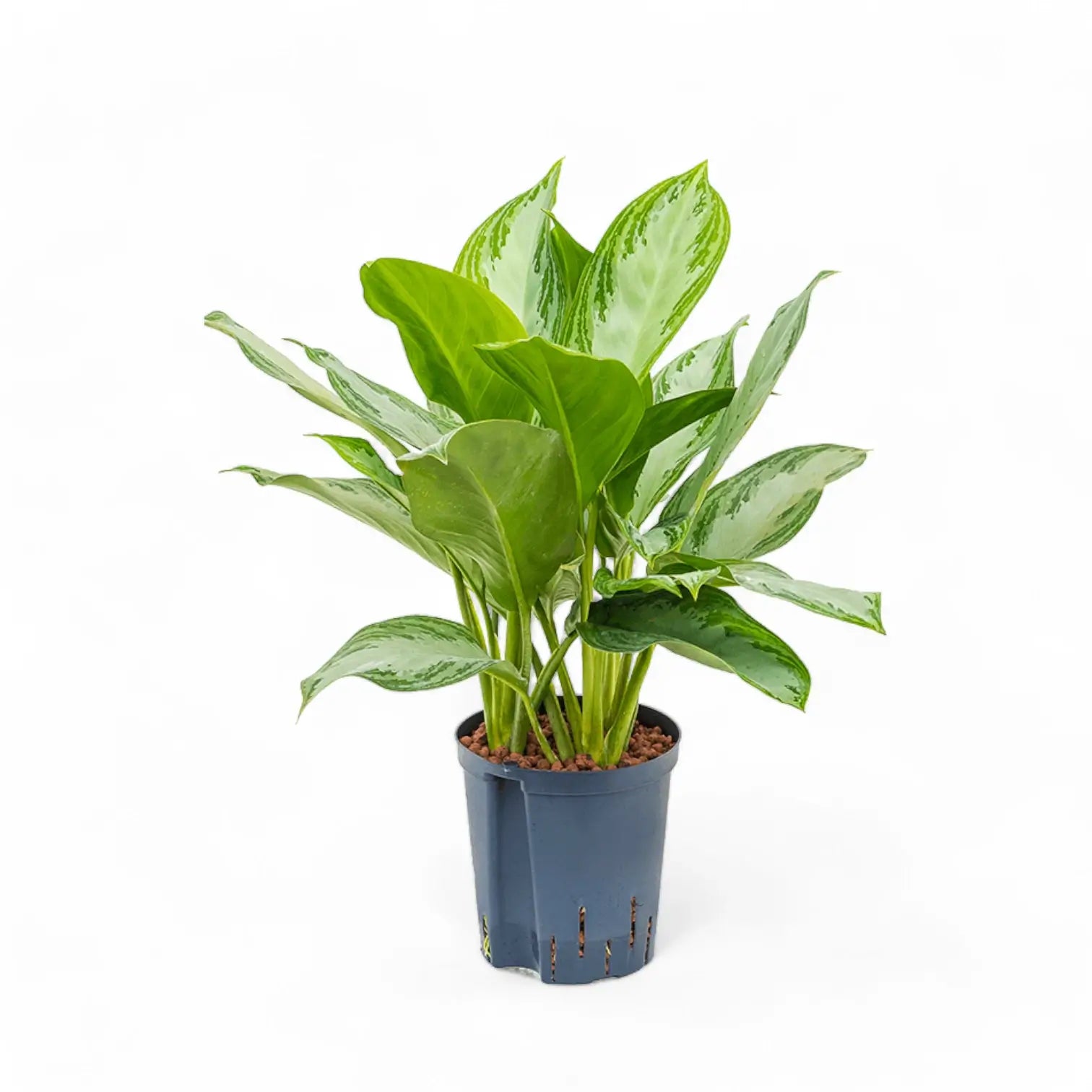 Aglaonema 'Silver Bay' potted houseplant in nursery pot on white background, product photo 7.