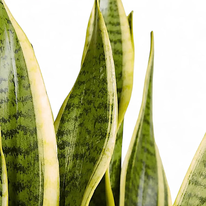 Nahaufnahme von Dracaena (Sansevieria) trifasciata 'Laurentii' vor weiĂem Hintergrund.