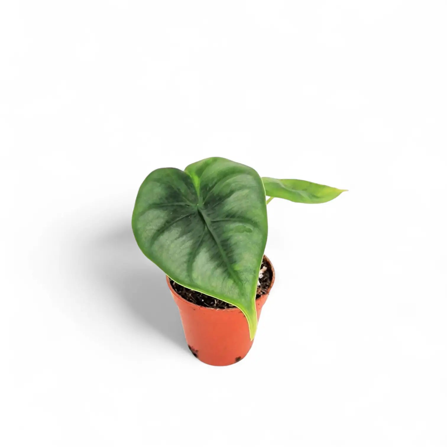 Alocasia reversa – Topfpflanze im Kulturtopf vor weißem Hintergrund, Produktfoto 8.