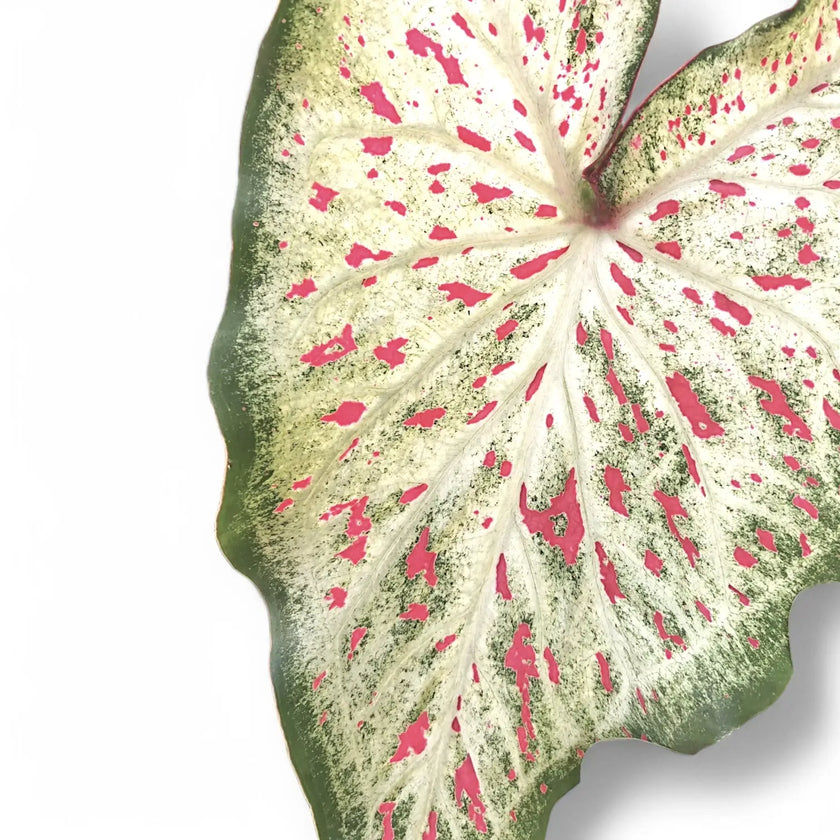 Caladium 'Gingerland' leaf close-up on white background.