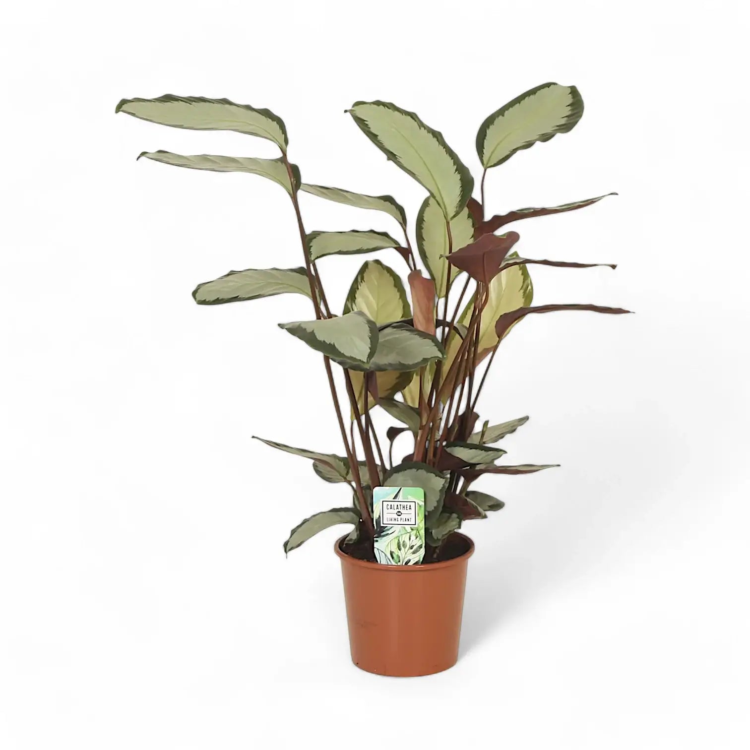 Goeppertia (Calathea) picturata 'Argentea' potted houseplant in nursery pot on white background, product photo 3.