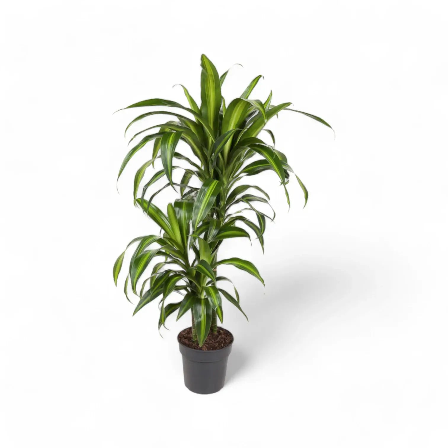 Dracaena fragrans âHawaiian Sunshineâ â Topfpflanze im Kulturtopf vor weiĂem Hintergrund, Produktfoto 4.