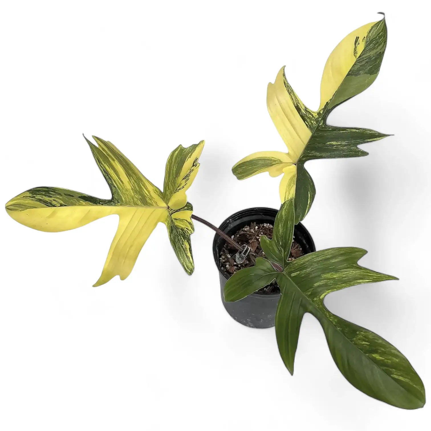 Philodendron 'Florida Beauty' ('Magic Mask') – Zimmerpflanze im Kulturtopf auf weißem Hintergrund, Produktfoto 10.