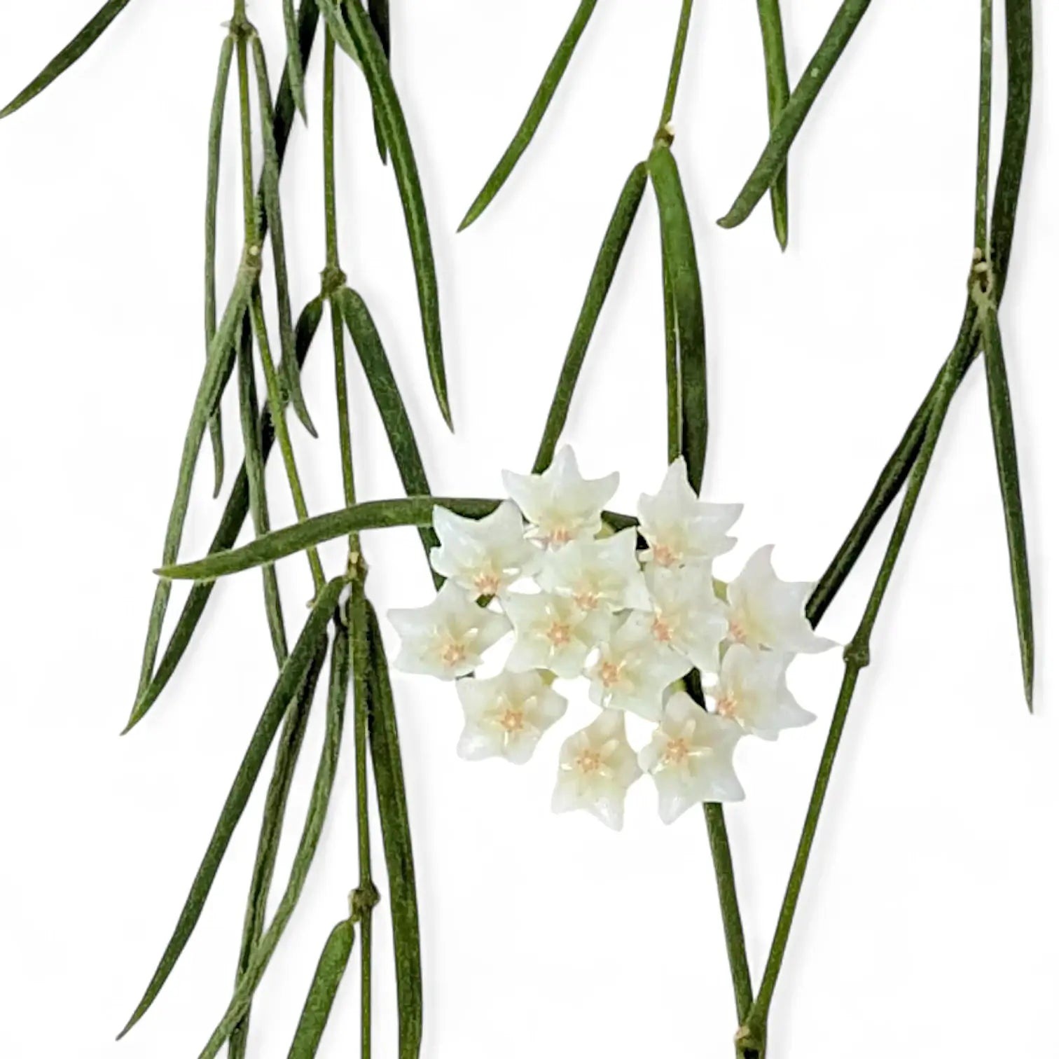 Hoya linearis potted houseplant in nursery pot on white background, product photo 9.
