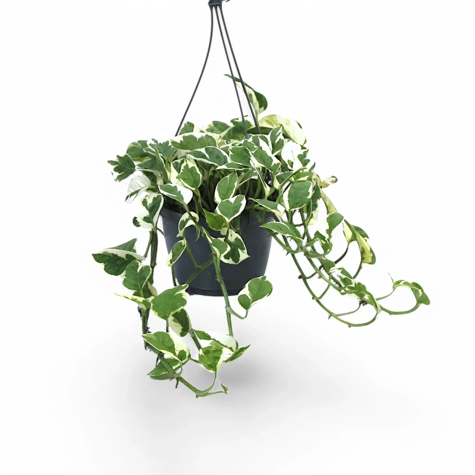 Epipremnum aureum 'N'Joy' – Topfpflanze im Kulturtopf vor weißem Hintergrund, Produktfoto 10.