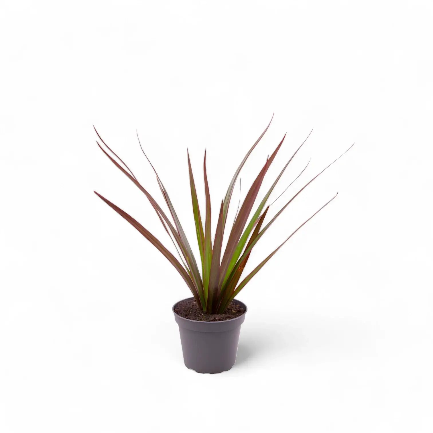 Dracaena reflexa var. angustifolia 'Magenta' potted houseplant in nursery pot on white background, product photo 3.