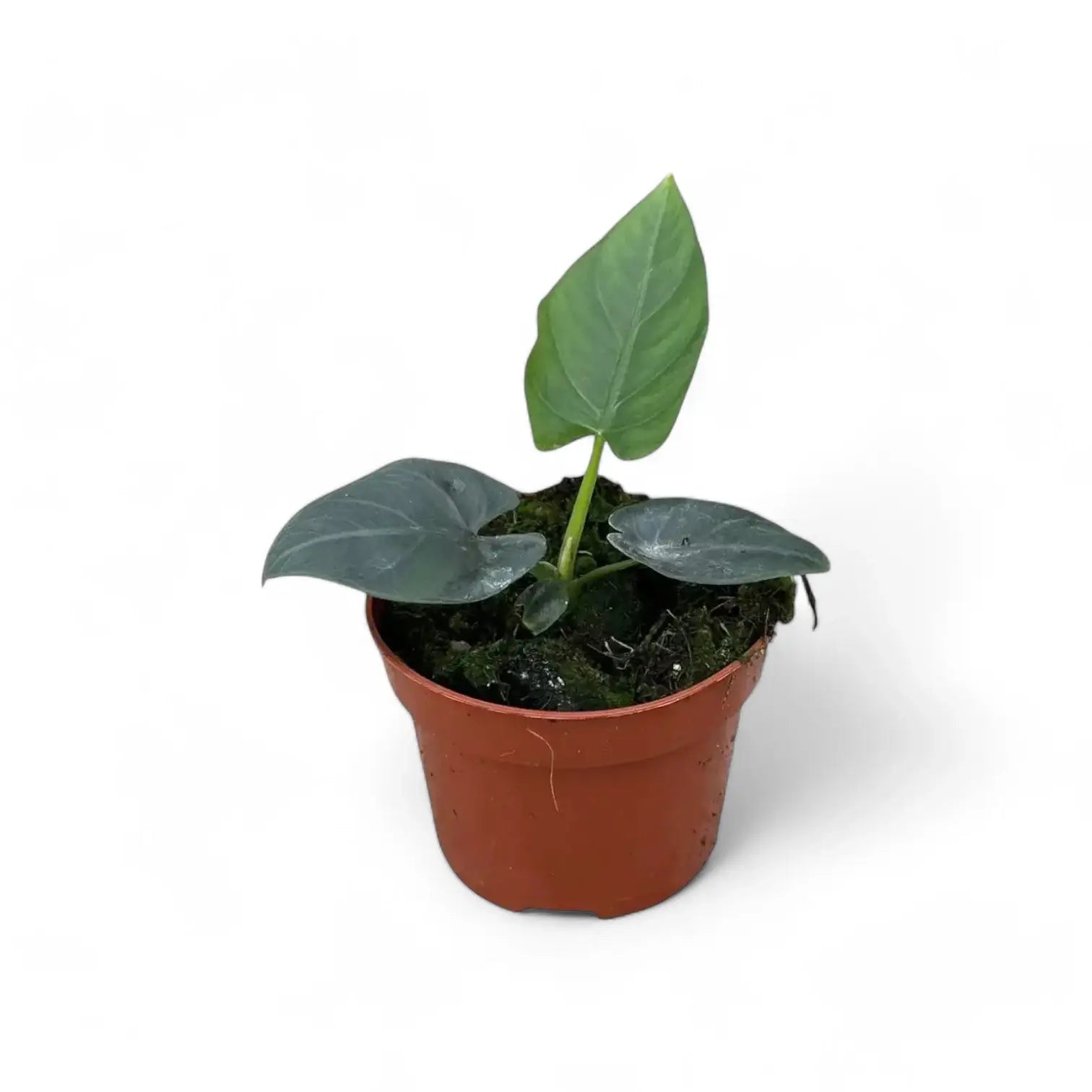 Alocasia scabriuscula potted houseplant in nursery pot on white background, product photo 3.
