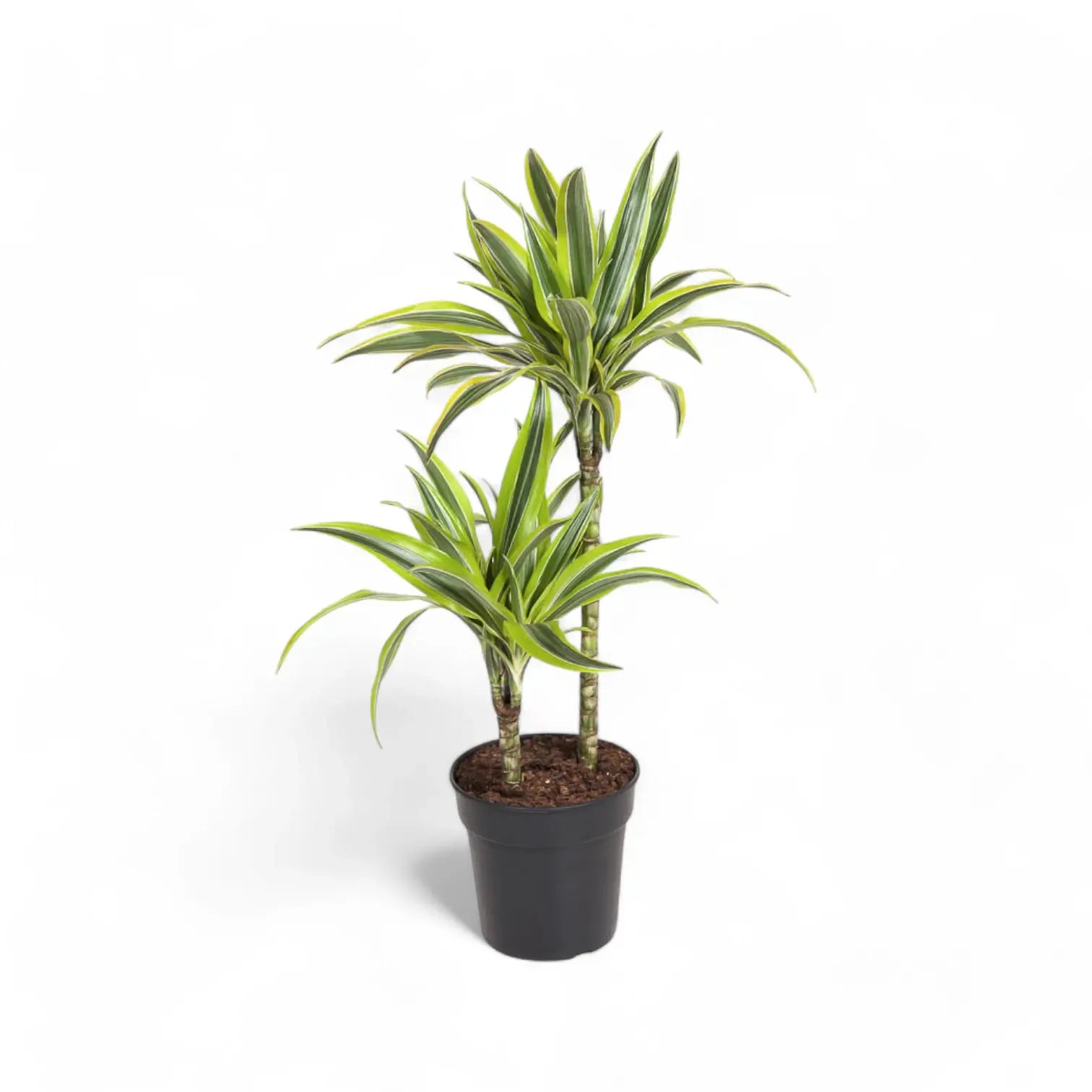 Dracaena fragrans 'Lemon Lime' – Topfpflanze im Kulturtopf vor weißem Hintergrund, Produktfoto 5.