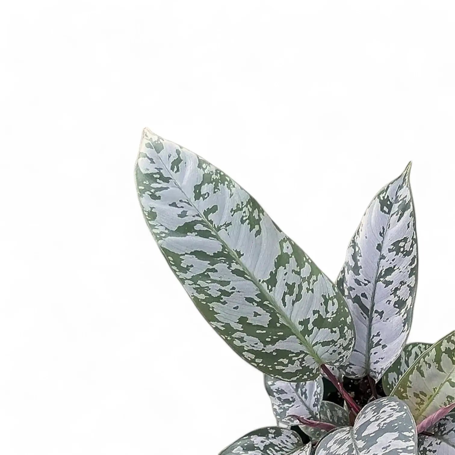 Apoballis acuminatissima 'Lavallaei' ('Purple Sword') – Zimmerpflanze im Kulturtopf auf weißem Hintergrund, Produktfoto 6.