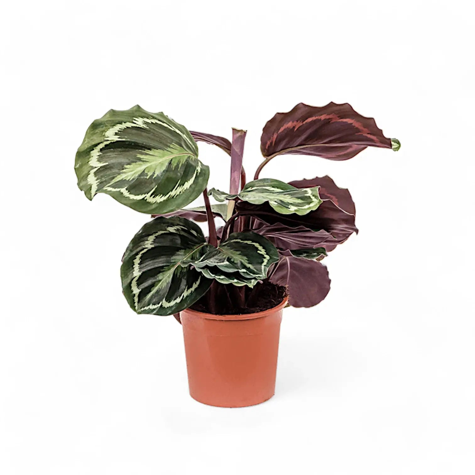 Goeppertia (Calathea) veitchiana 'Medaillon' – Zimmerpflanze im Kulturtopf auf weißem Hintergrund, Produktfoto 4.