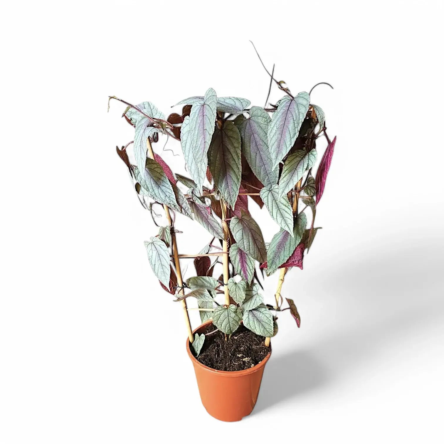 Cissus discolor 'Violet Vine' – Zimmerpflanze im Kulturtopf auf weißem Hintergrund, Produktfoto 8.