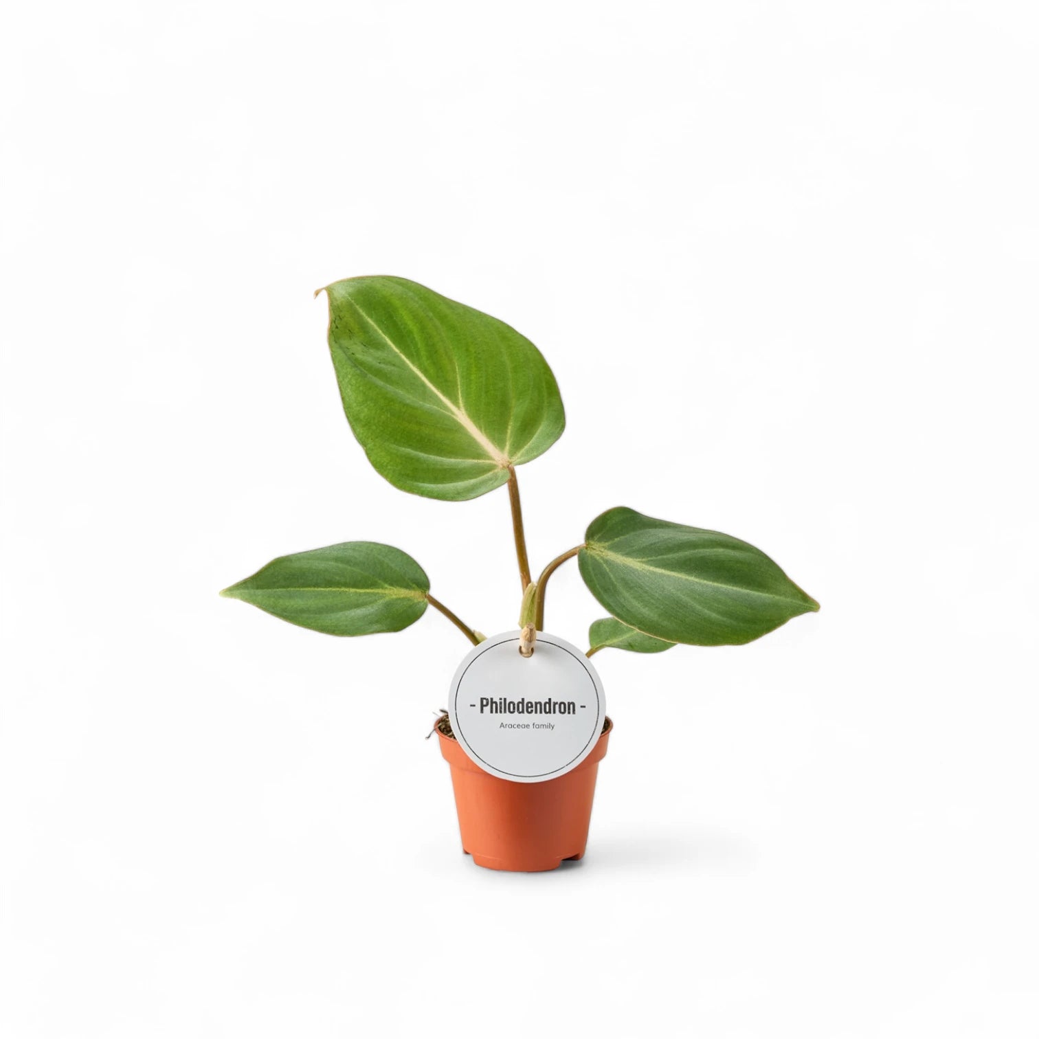 Philodendron gloriosum dark form – Topfpflanze im Kulturtopf vor weißem Hintergrund, Produktfoto 3.