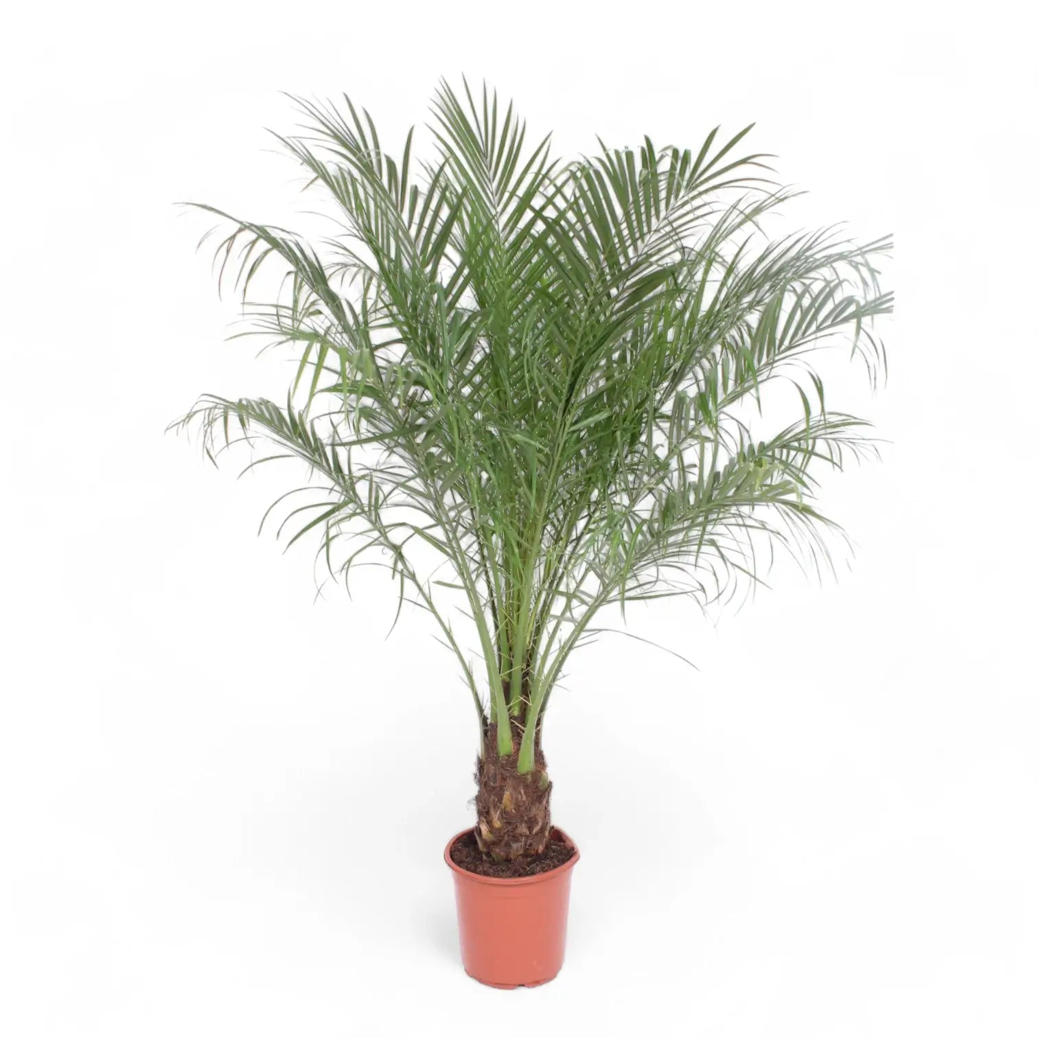 Phoenix roebelenii potted houseplant in nursery pot on white background, product photo 3.