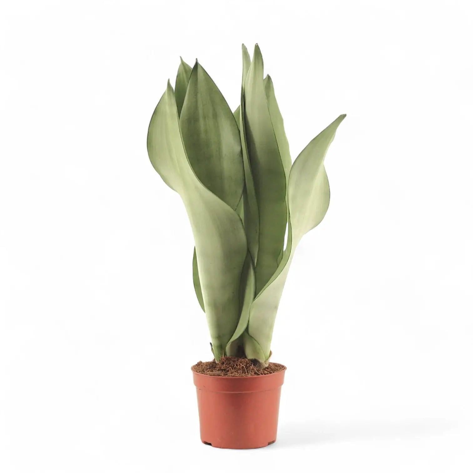 Dracaena (Sansevieria) trifasciata 'Moonshine' potted houseplant in nursery pot on white background, product photo 11.