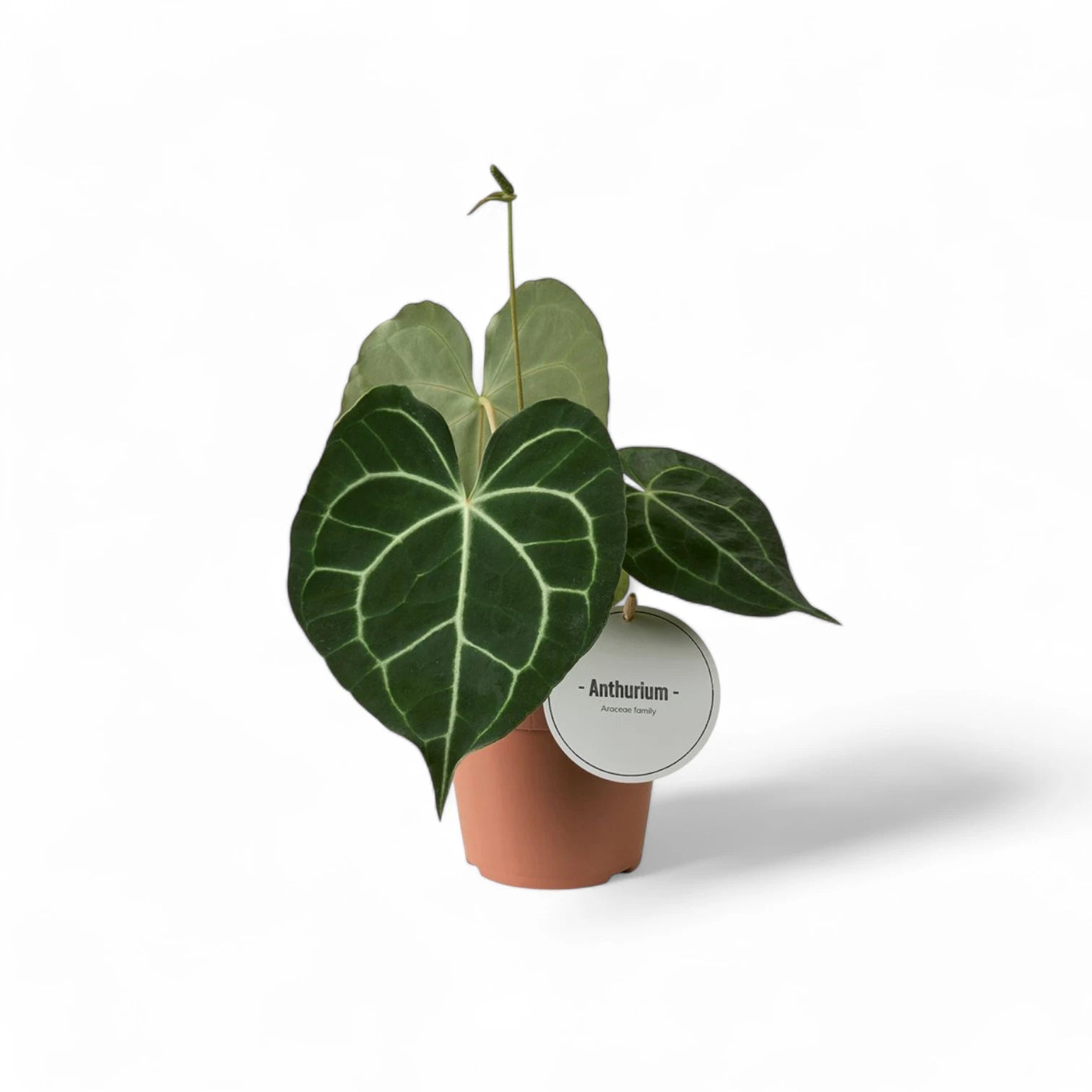 Anthurium clarinervium – Topfpflanze im Kulturtopf vor weißem Hintergrund, Produktfoto 10.