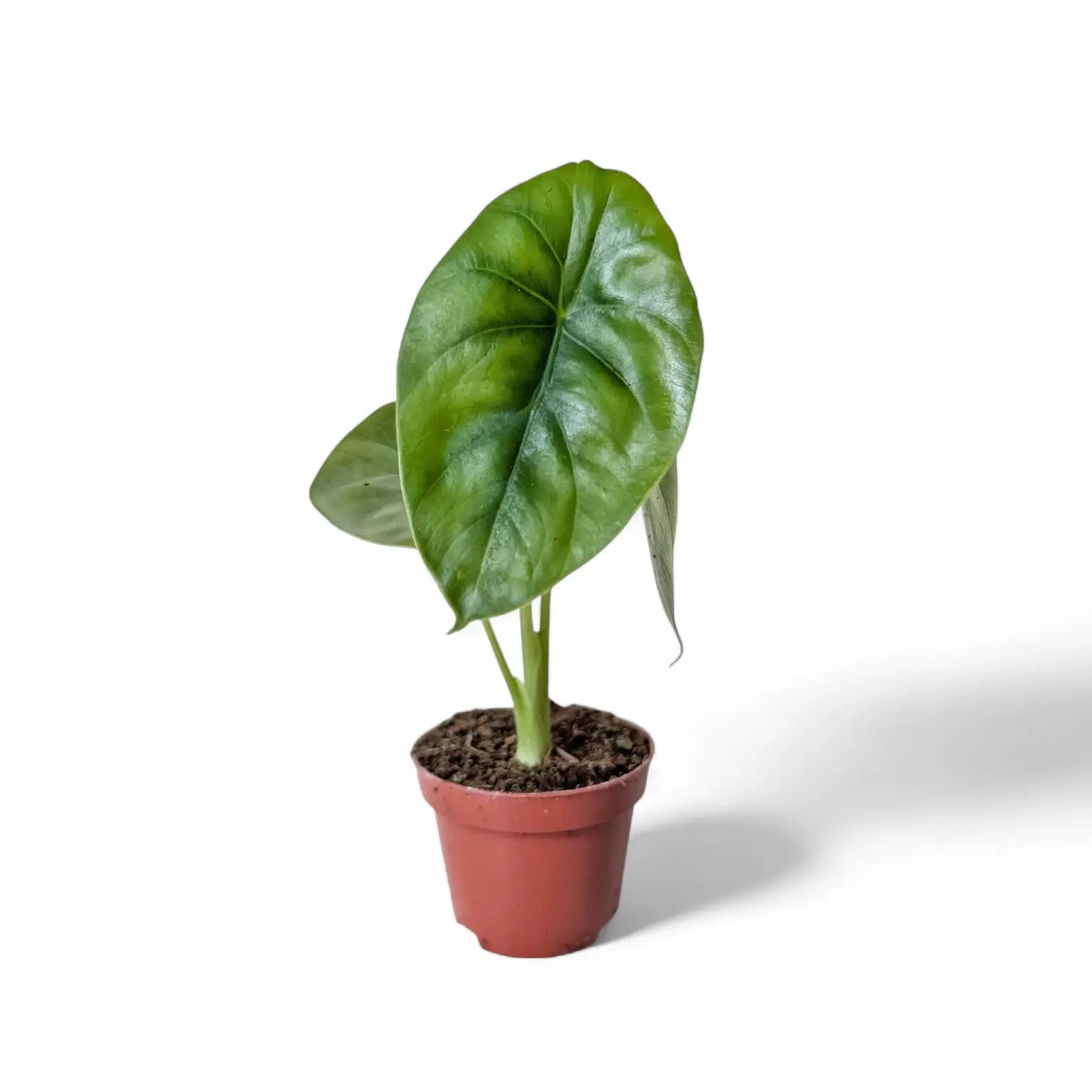 Alocasia clypeolata 'Green shield' potted houseplant in nursery pot on white background, product photo 8.