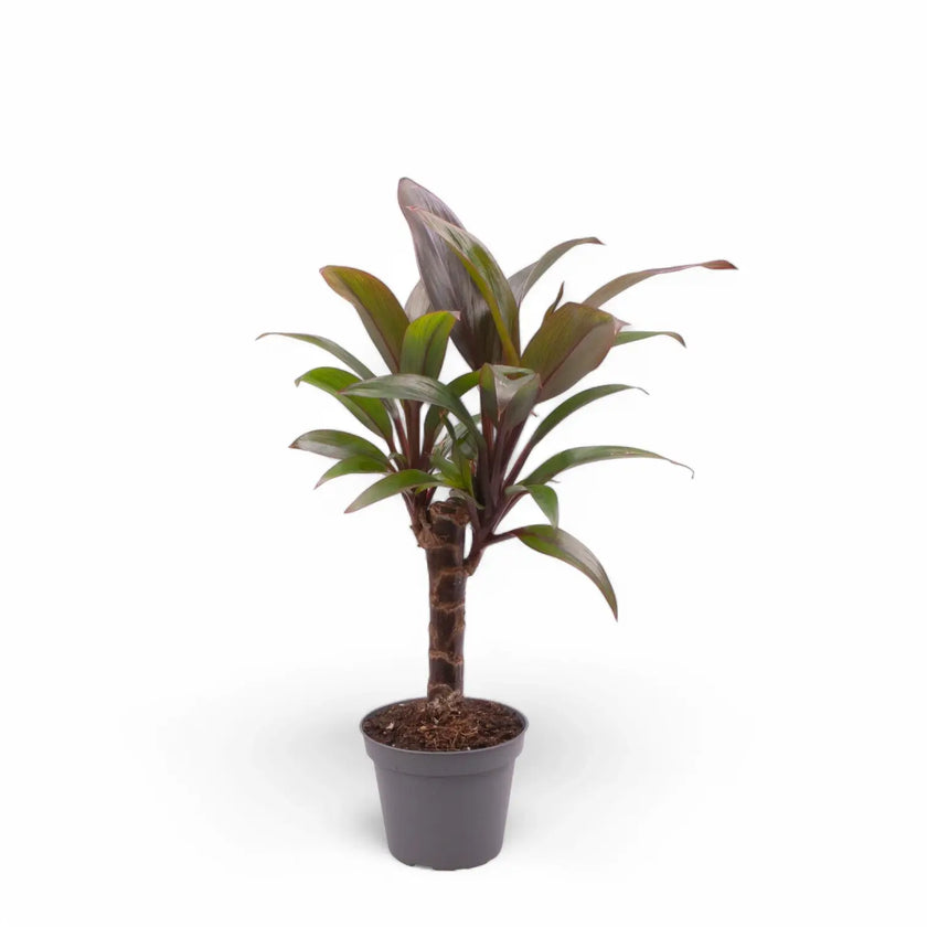 Cordyline fruticosa 'Purple Compacta' potted houseplant in nursery pot on white background, product photo 2.