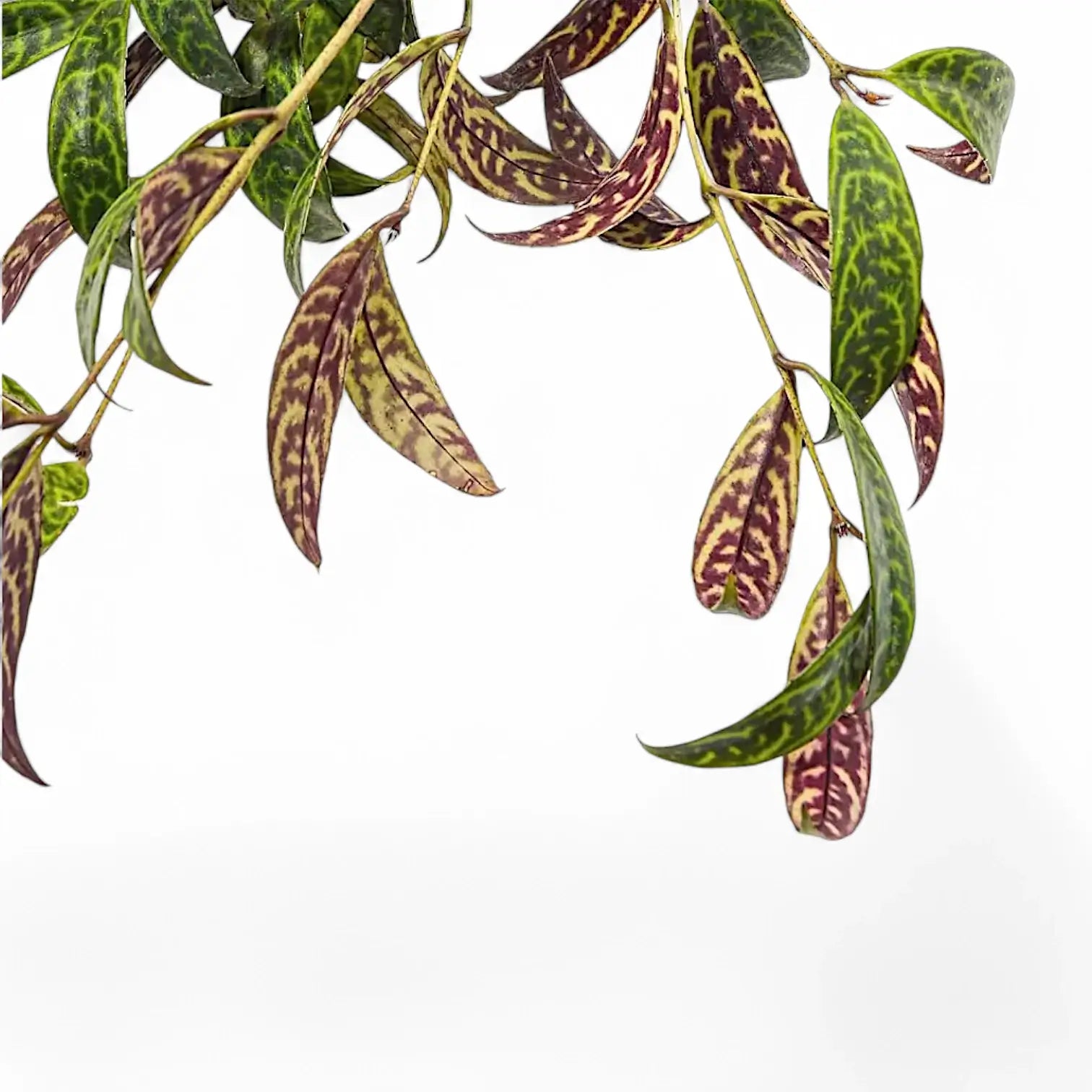 Nahaufnahme eines Blatts von Aeschynanthus longicaulis (marmoratus) vor weiĂźem Hintergrund.