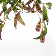 Nahaufnahme eines Blatts von Aeschynanthus longicaulis (marmoratus) vor weißem Hintergrund.