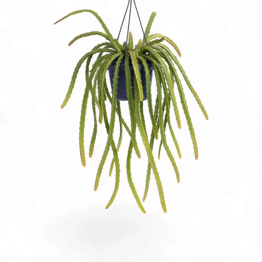 Pfeiffera monacantha potted houseplant in nursery pot on white background, product photo 2.