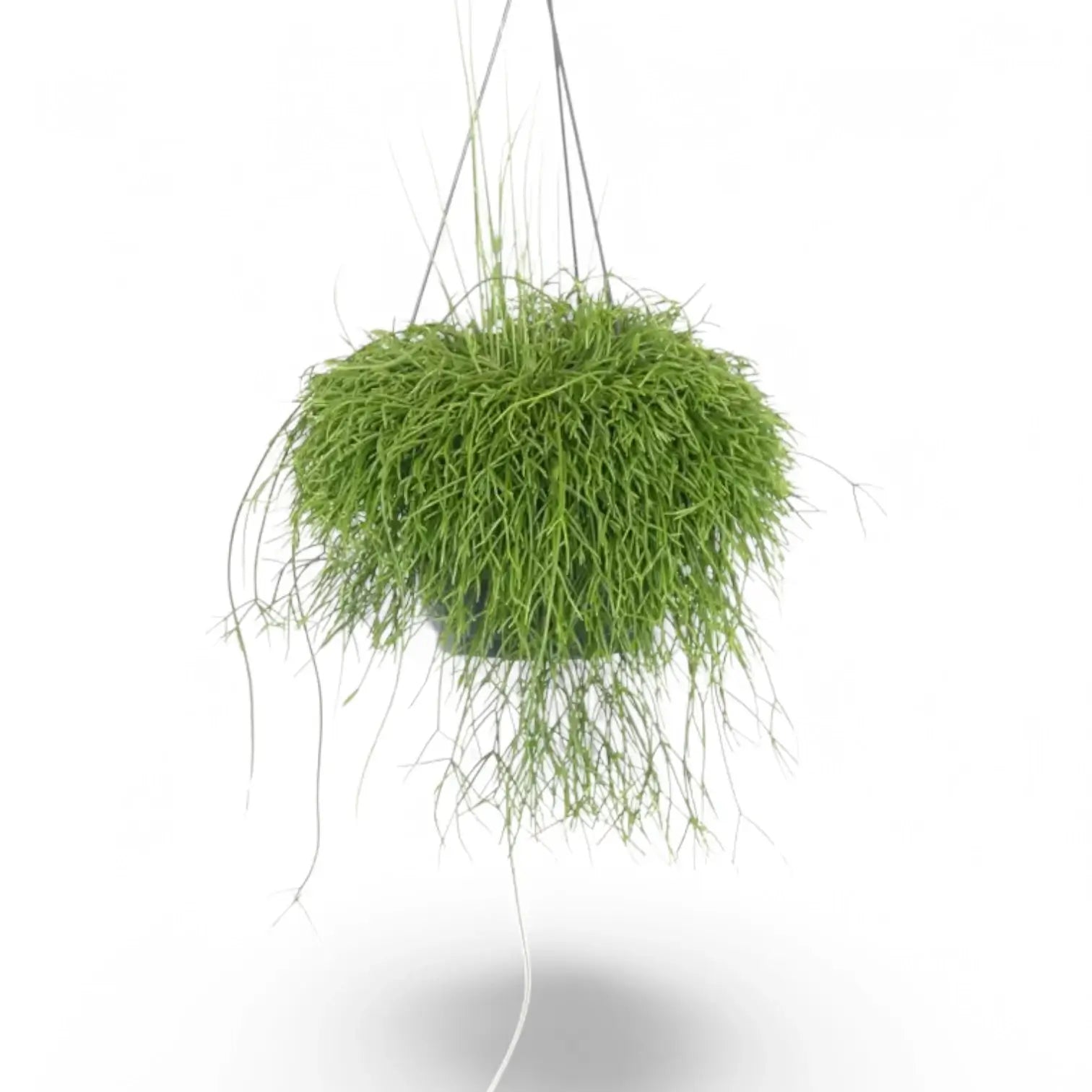 Rhipsalis baccifera potted houseplant in nursery pot on white background, product photo 5.