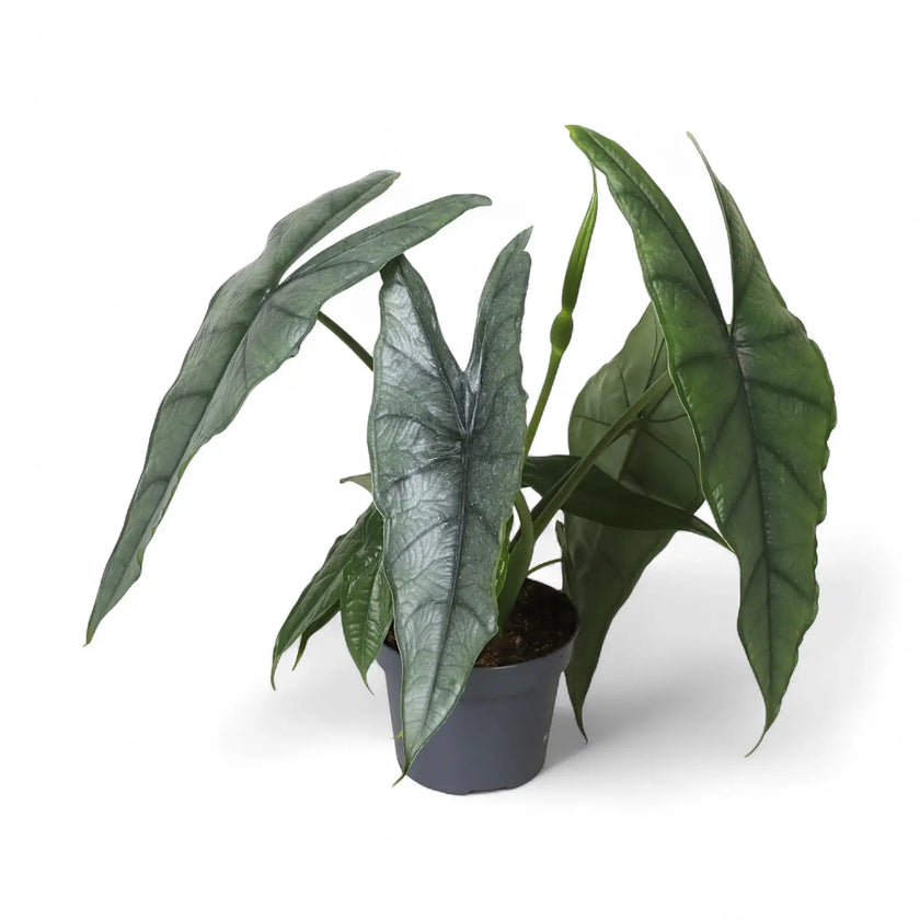 Alocasia heterophylla 'Dragon's Breath' potted houseplant in nursery pot on white background, product photo 3.