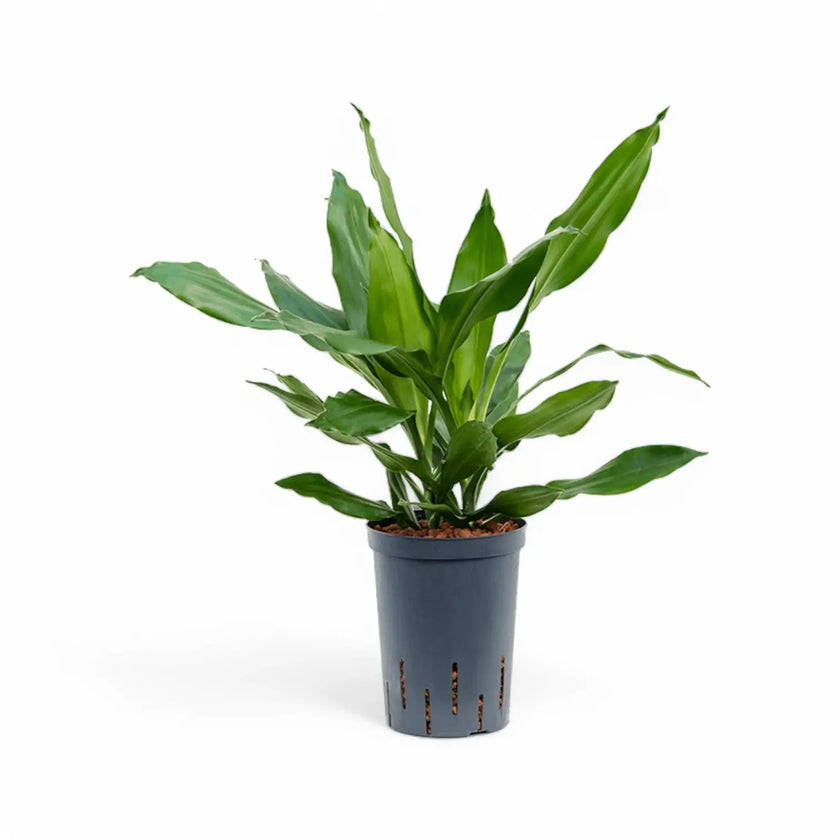 Dracaena fragrans 'Janet Lind' potted houseplant in nursery pot on white background, product photo 3.