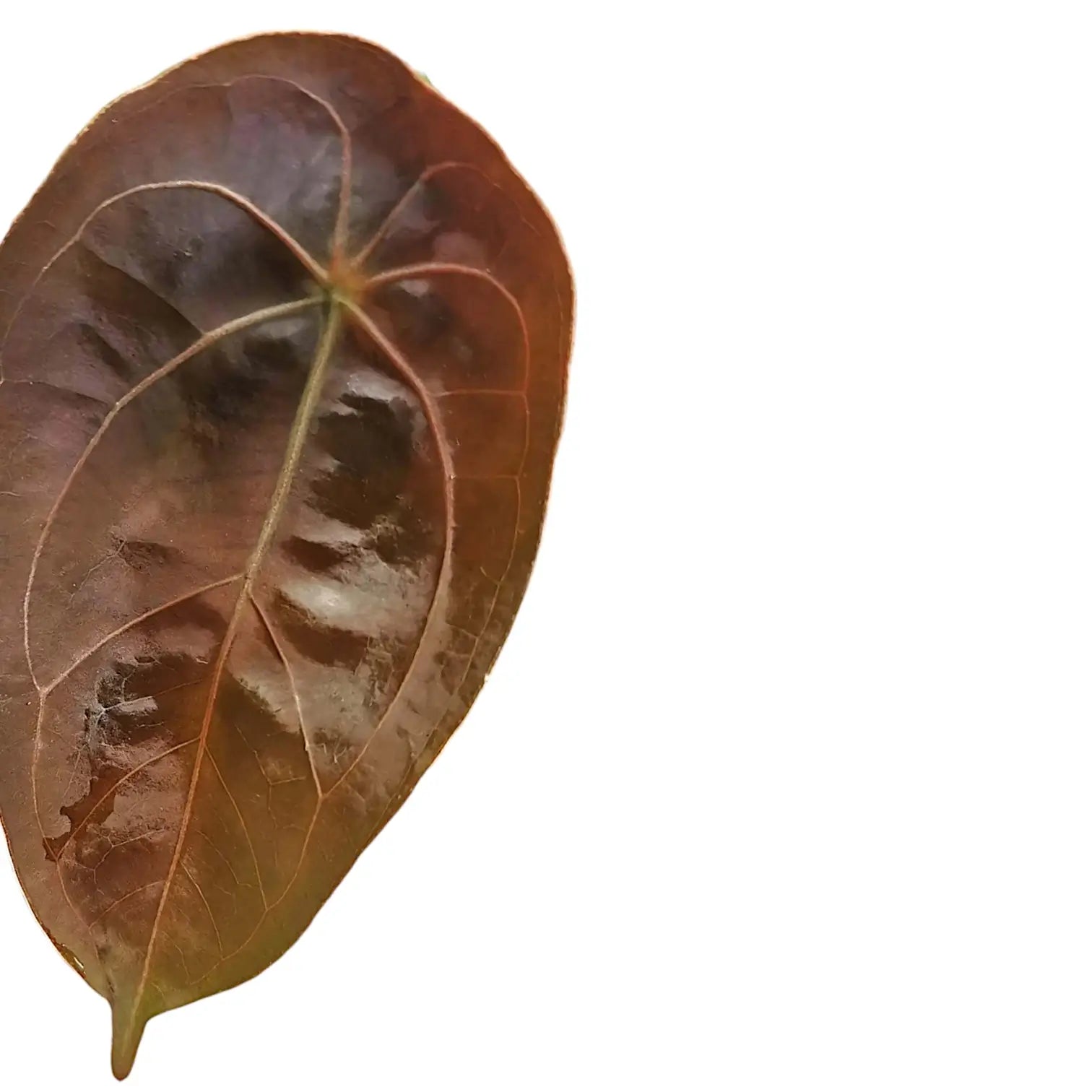 Anthurium forgetii – Topfpflanze im Kulturtopf vor weißem Hintergrund, Produktfoto 6.