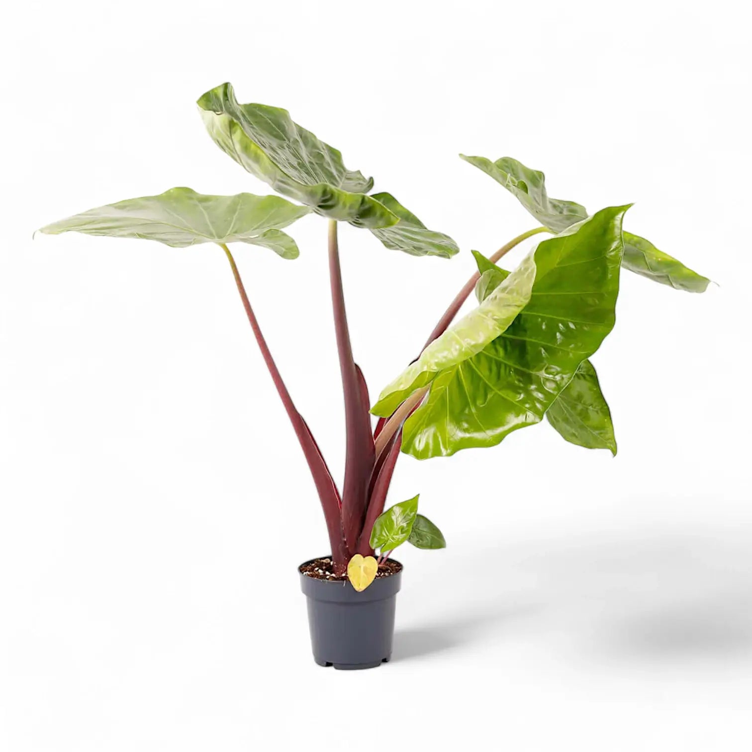 Alocasia 'Imperial Red' – Zimmerpflanze im Kulturtopf auf weißem Hintergrund, Produktfoto 2.
