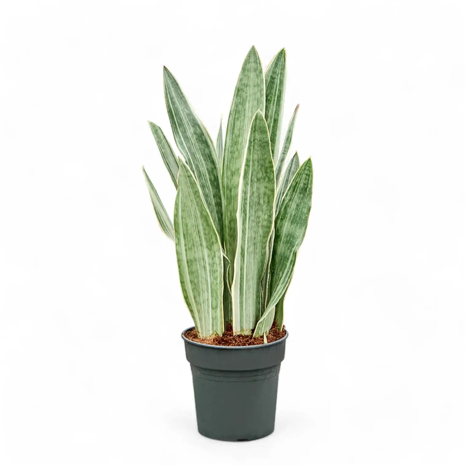 Dracaena (Sansevieria) trifasciata 'Metallica' – Topfpflanze im Kulturtopf vor weißem Hintergrund, Produktfoto 3.