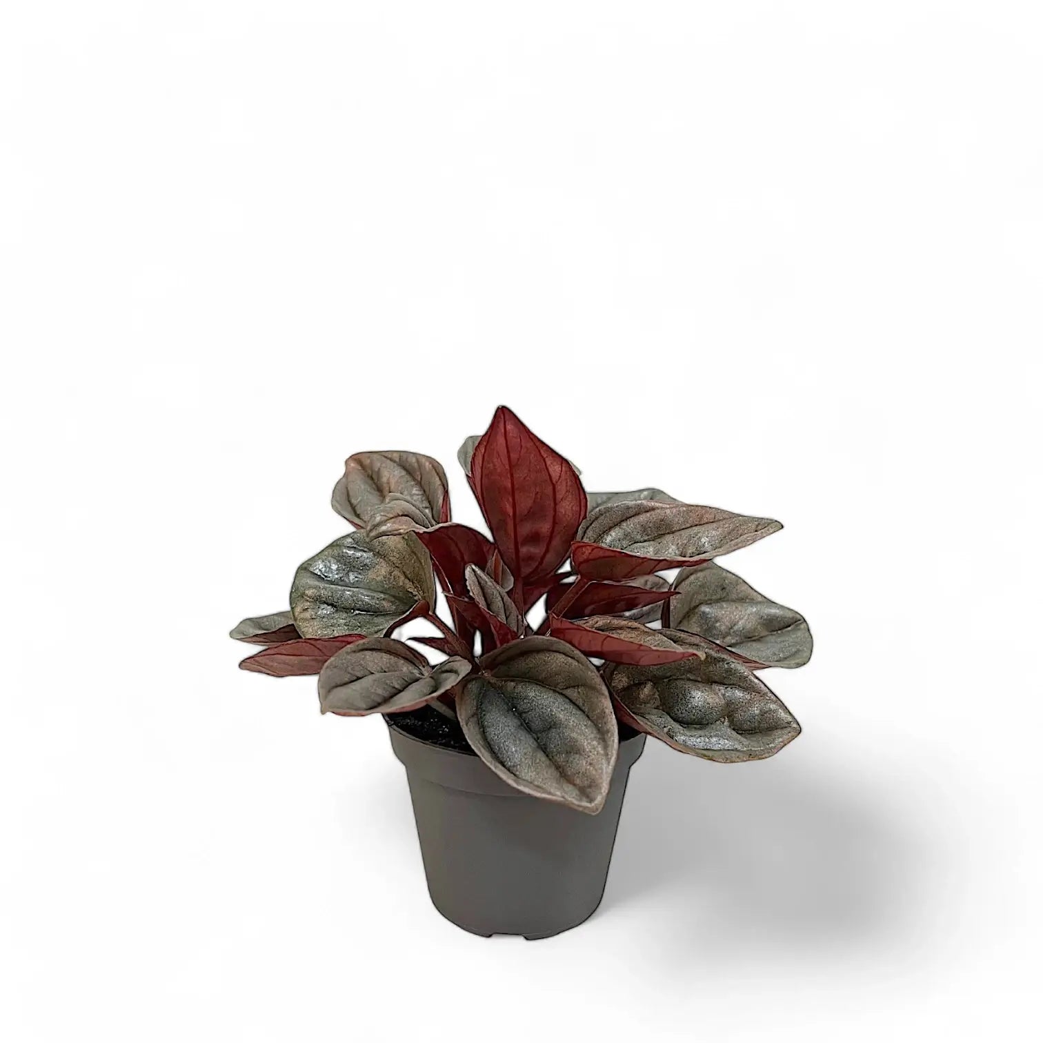 Peperomia caperata 'Caracas' potted houseplant in nursery pot on white background, product photo 2.