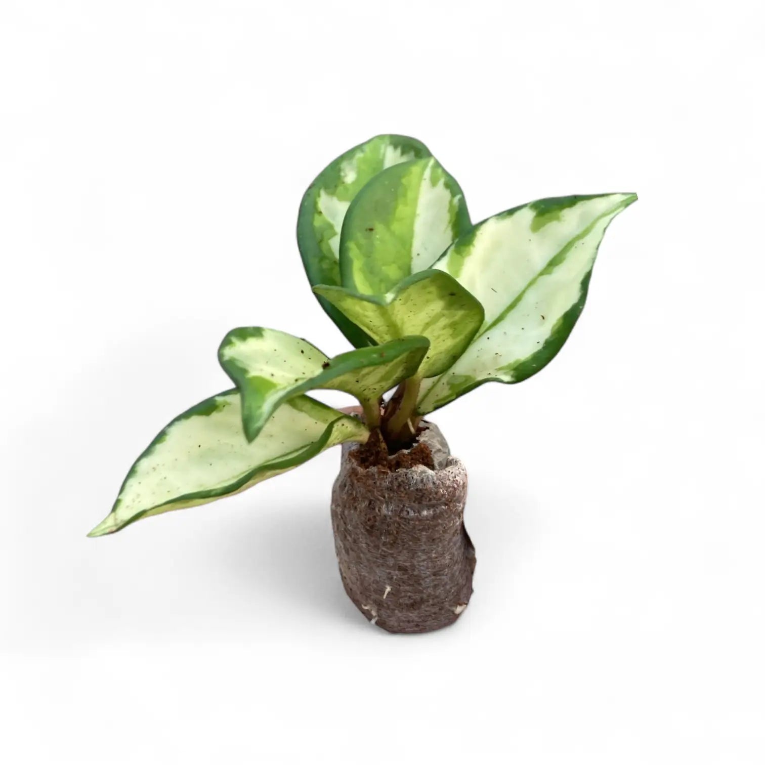 Hoya carnosa 'Tricolor' – Topfpflanze im Kulturtopf vor weißem Hintergrund, Produktfoto 3.