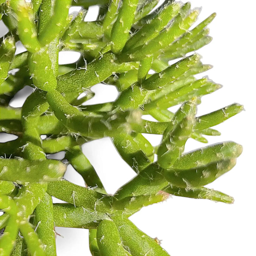 Rhipsalis burchellii leaf close-up on white background.