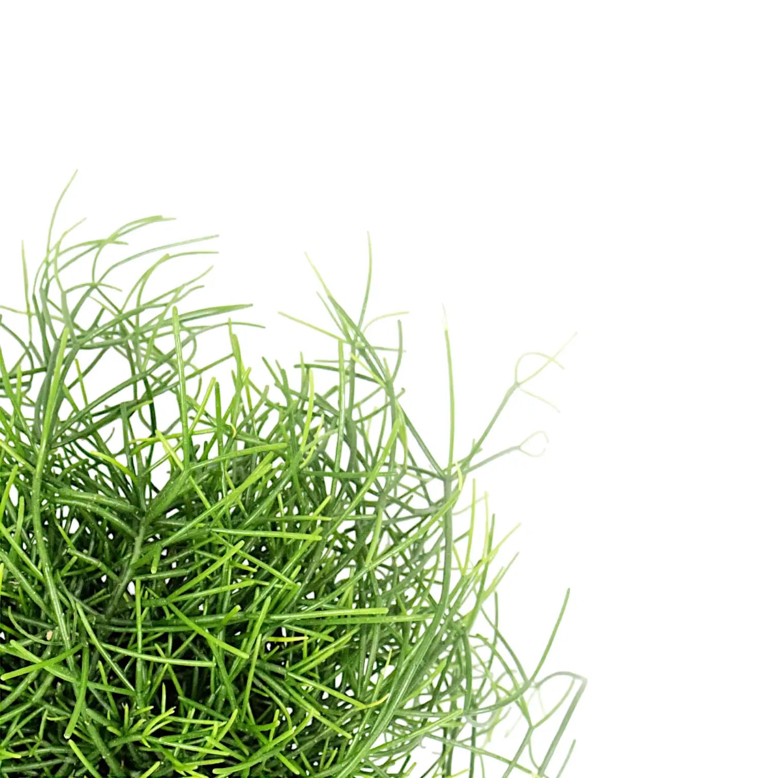 Rhipsalis cereuscula 'Cashero' leaf close-up on white background.