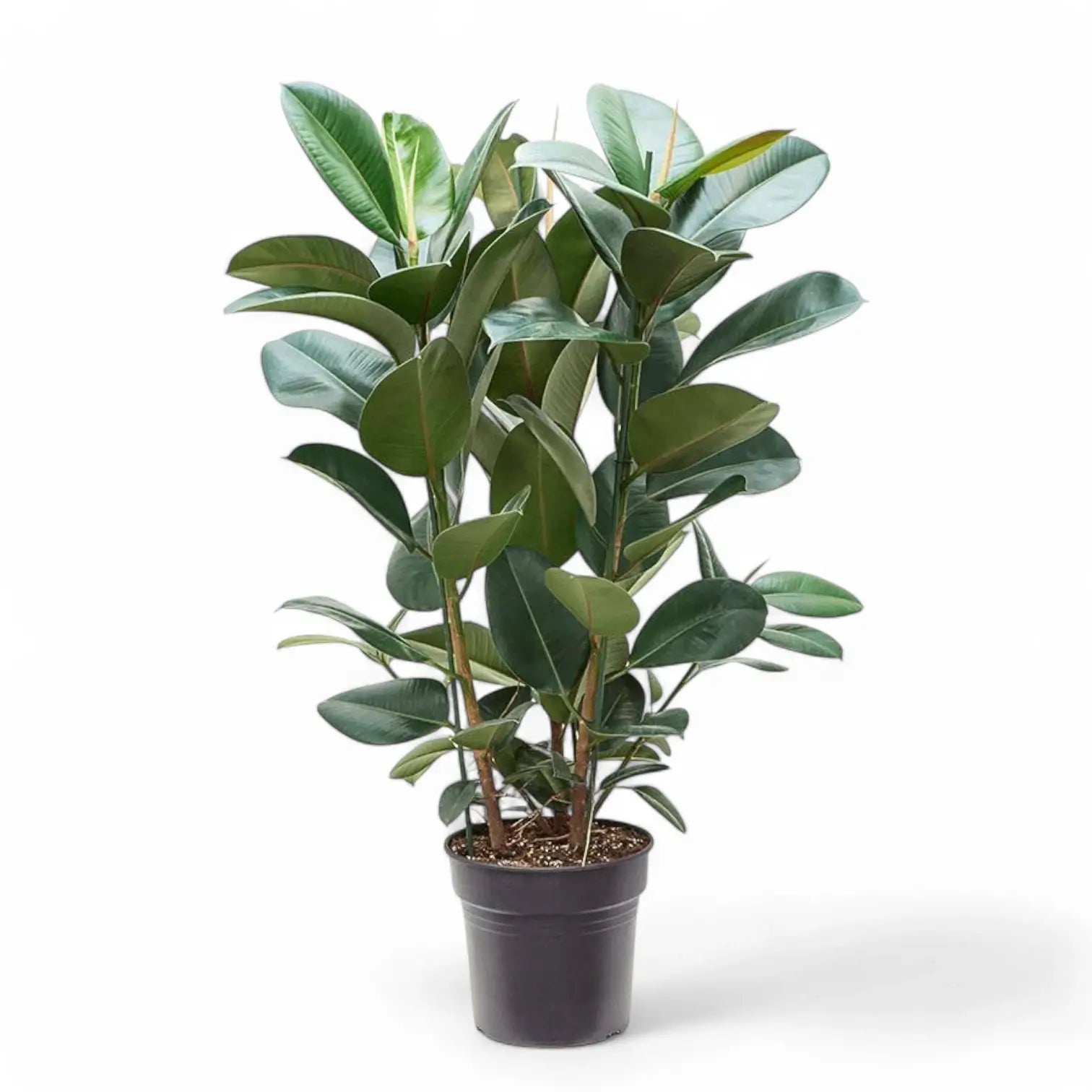 Ficus elastica 'Robusta' – Topfpflanze im Kulturtopf vor weißem Hintergrund, Produktfoto 13.