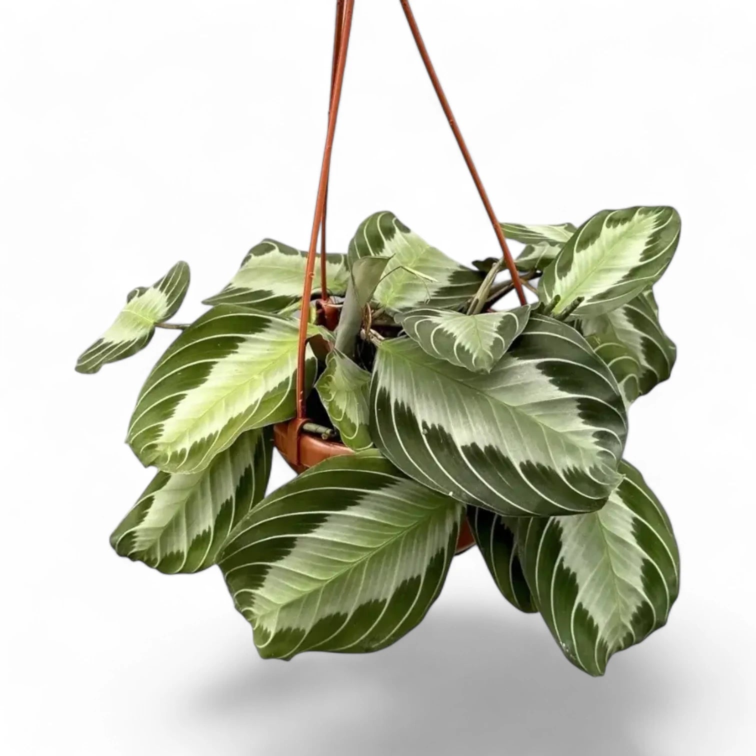 Maranta leuconeura 'Silver Band' (Exclusive grey') potted houseplant in nursery pot on white background, product photo 6.