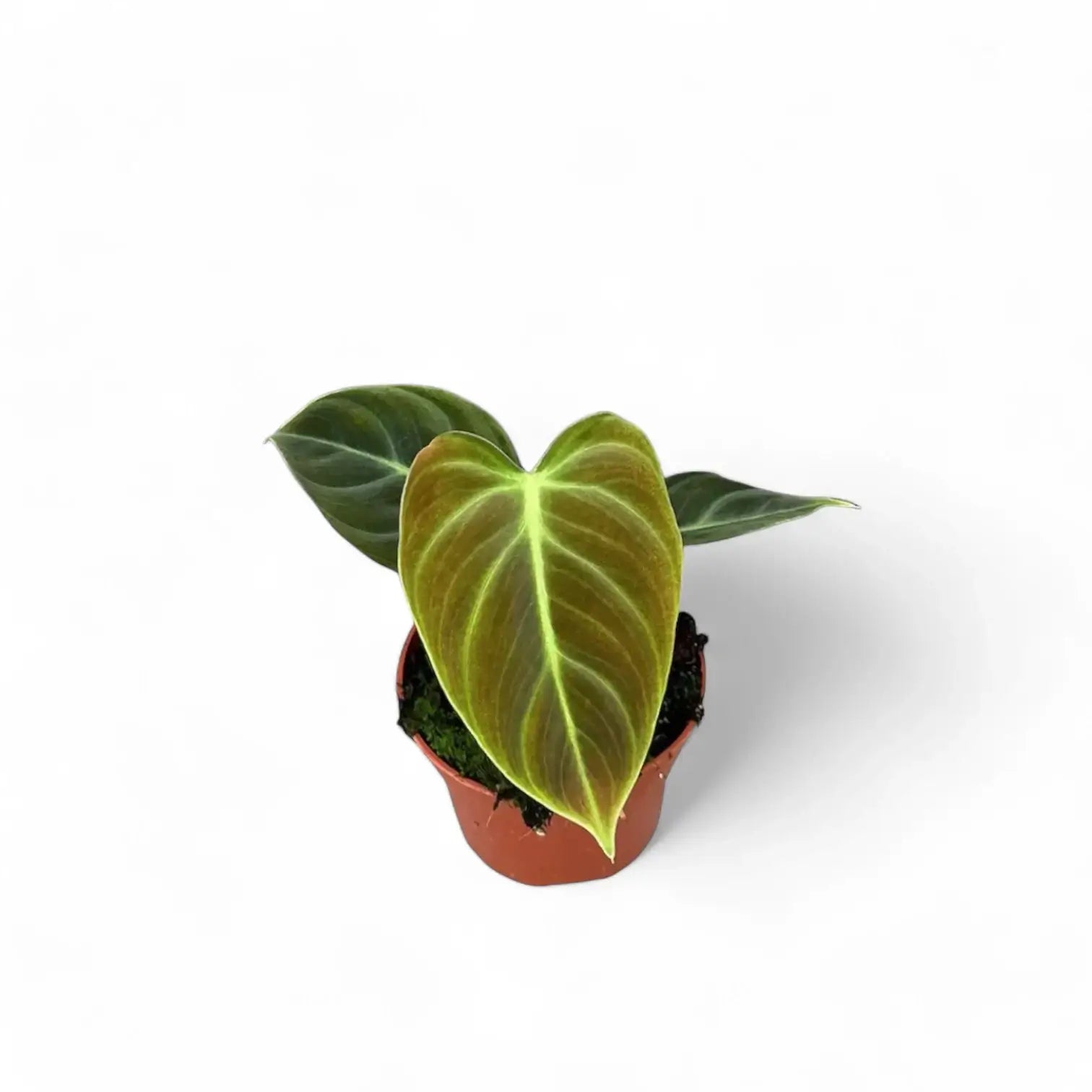 Philodendron 'El Choco red' (Philodendron rubrijuvenile) – Zimmerpflanze im Kulturtopf auf weißem Hintergrund, Produktfoto 6.