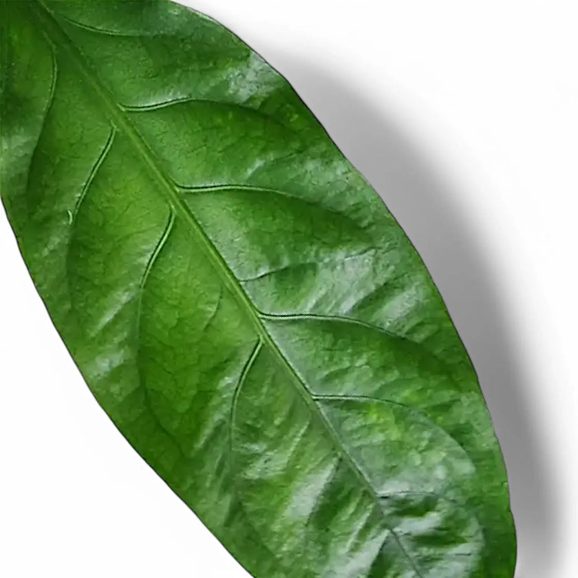 Anthurium crassinervium 'Jungle Bush' leaf close-up on white background.