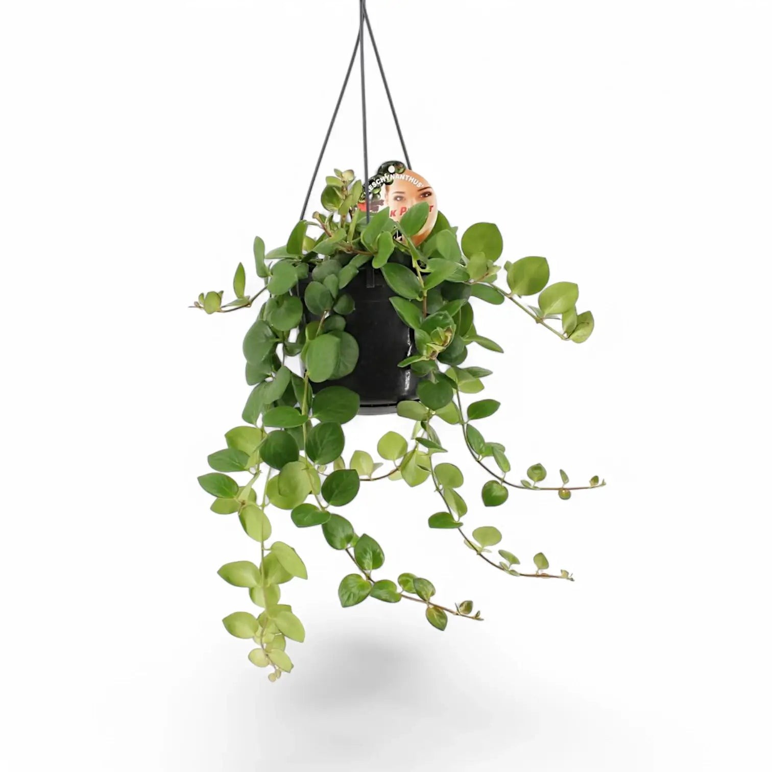 Aeschynanthus radicans âPink Polkaâ â Zimmerpflanze im Kulturtopf auf weiĂem Hintergrund, Produktfoto 2.