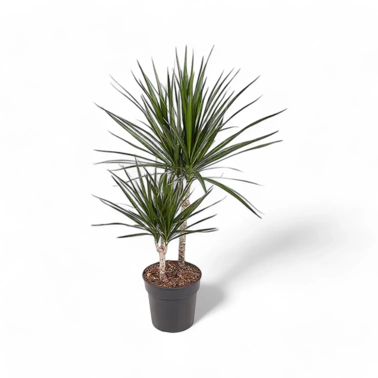 Dracaena reflexa var. angustifolia – Topfpflanze im Kulturtopf vor weißem Hintergrund, Produktfoto 4.