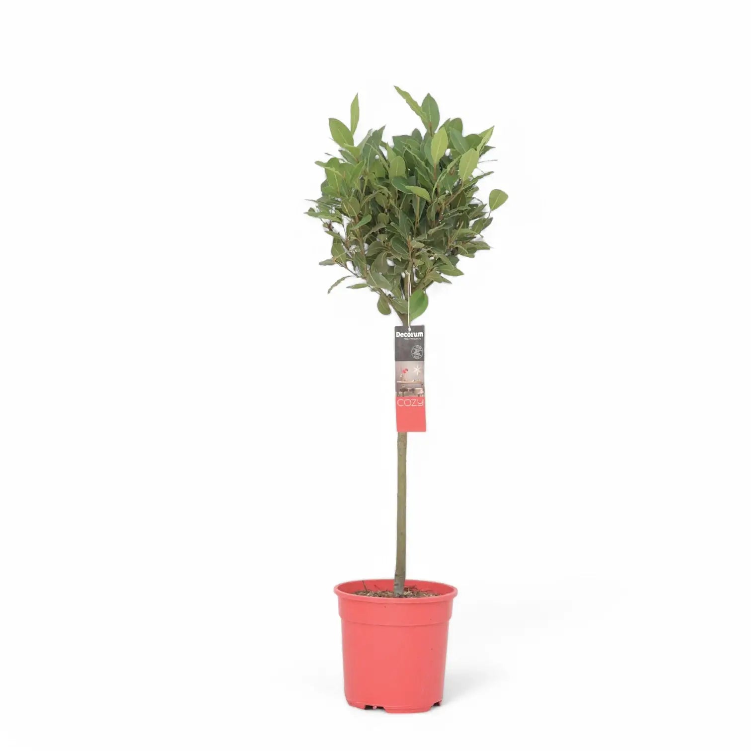 Laurus nobilis potted houseplant in nursery pot on white background, product photo 9.